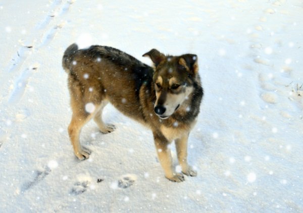 Следы собаки на снегу