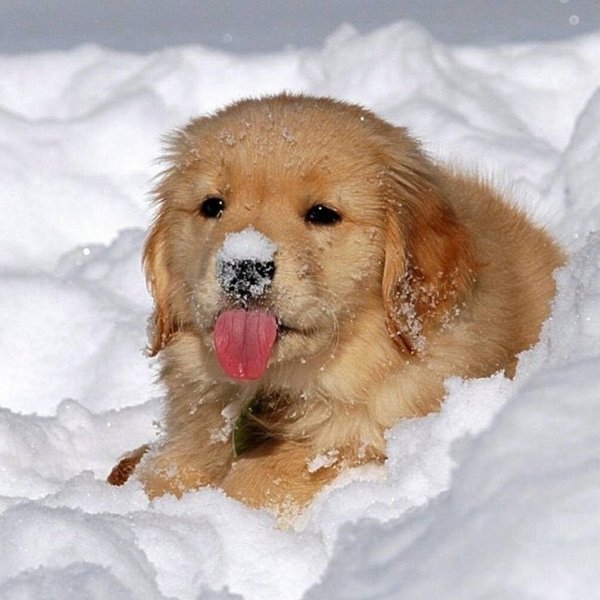 Щенок зимой