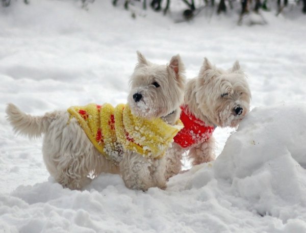 Собачки зимой