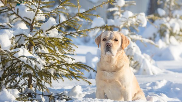 Лабрадор щенок зима
