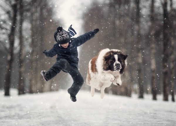 Животные радуются снегу