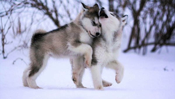 Аляскинский маламут