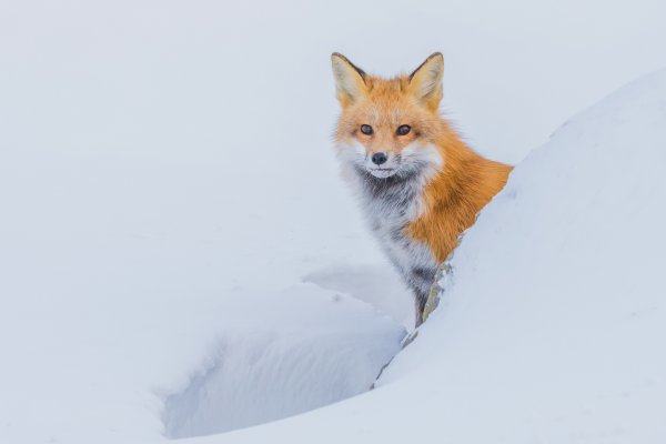 Лисенок зимой