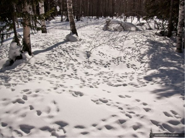 Следы животных на снегу в лесу