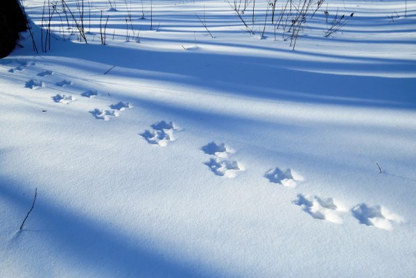 Следы животных на снегу