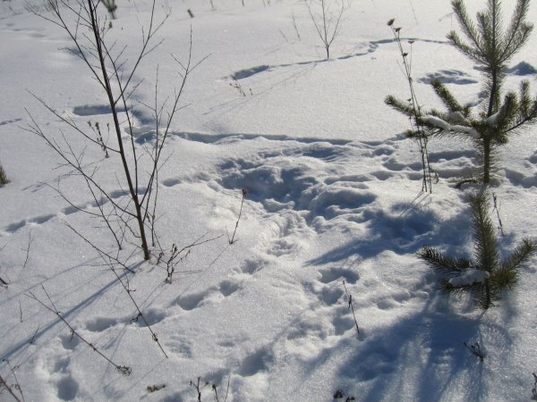 Зимние следы животных на снегу