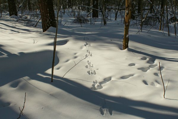 Зимние следы