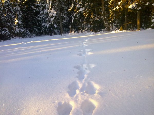 Следы на снегу в лесу