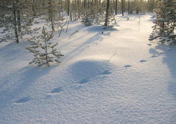 Следы зайца на снегу