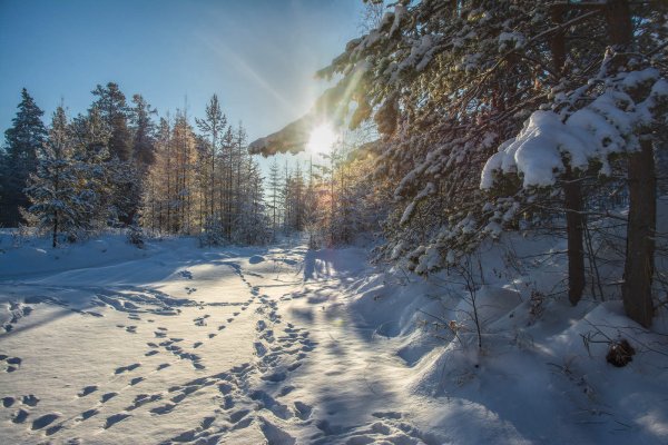 Следы в зимнем лесу