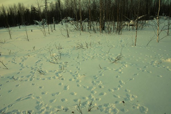 Следы животных в зимнем лесу