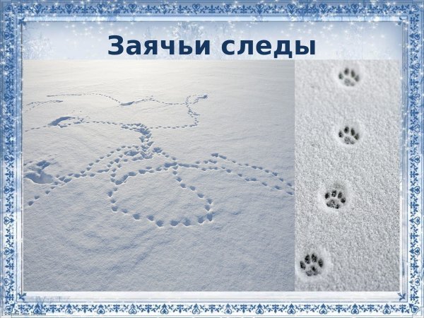 Следы зайца в зимнем лесу