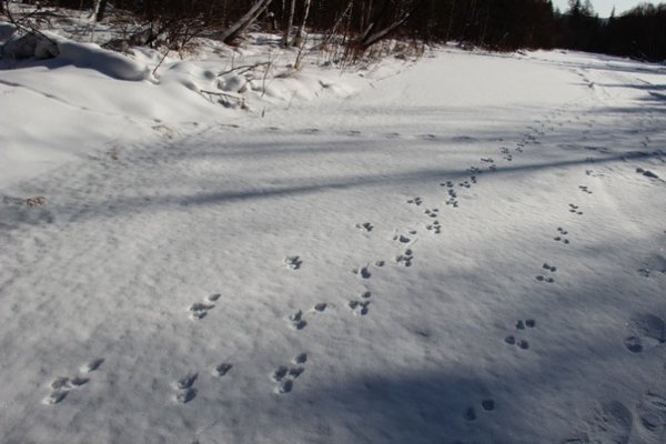 Следы в лесу