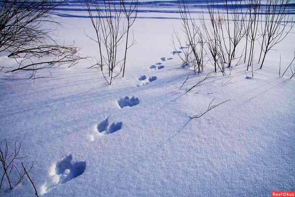 Следы зайца беляка