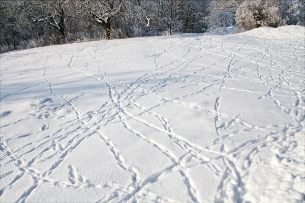 Следы зайца на снегу