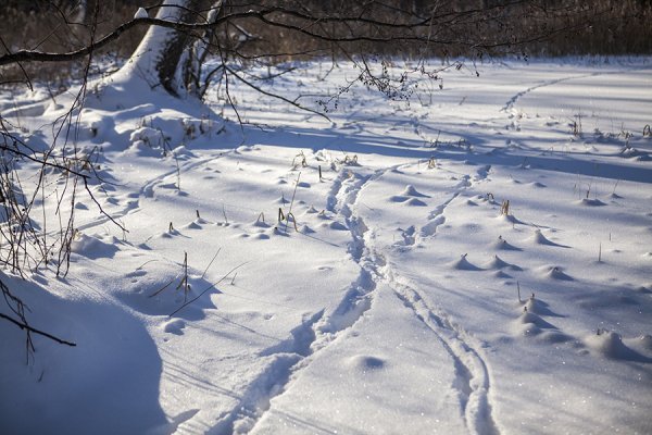 Следы на снегу в лесу