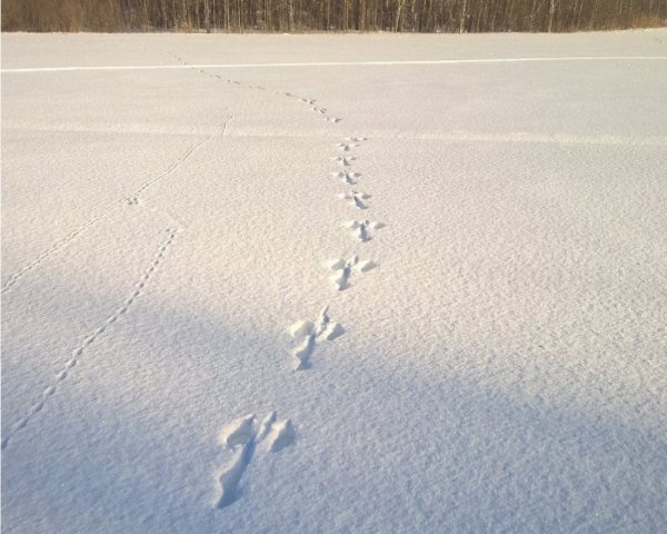 Следы зайца на снегу