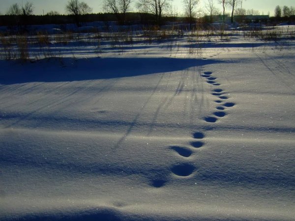 Зимние следы