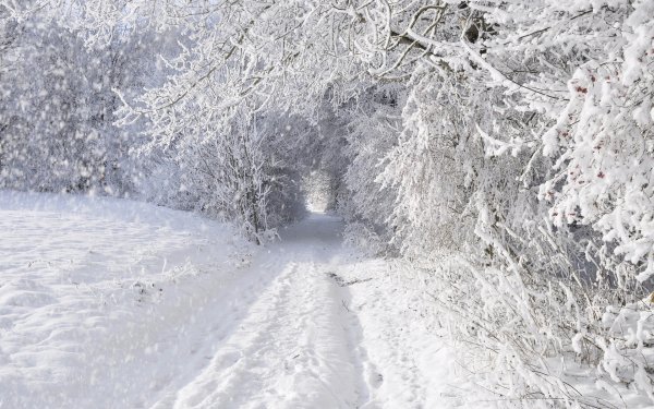 Зимняя дорога в лесу