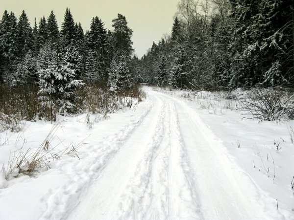 Зимняя Лесная дорога