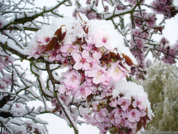 Цветущее дерево в снегу
