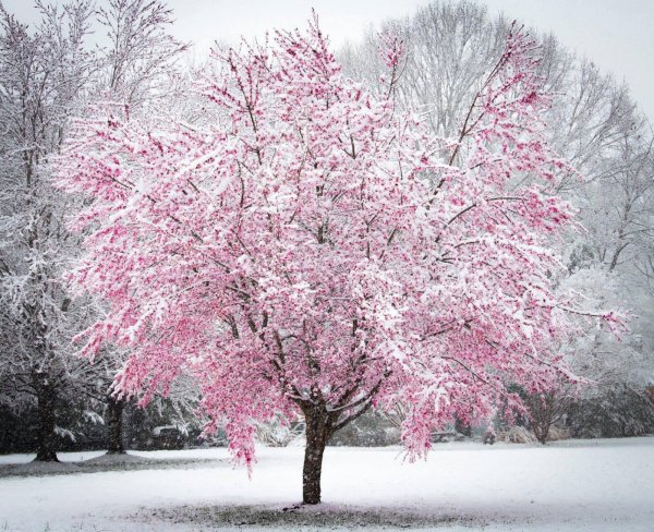 Сакура зимой
