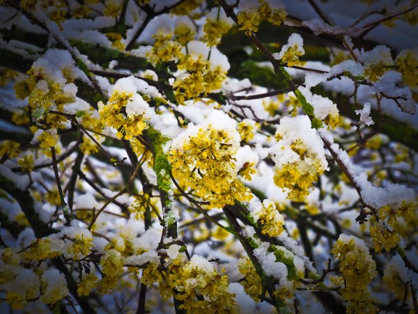 Цветущие деревья в снегу