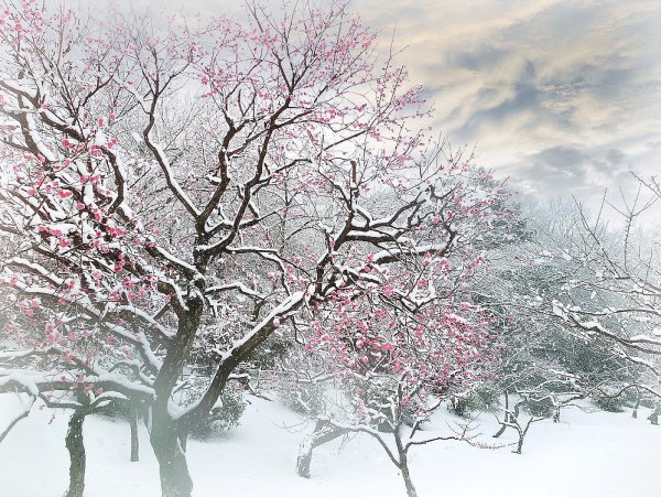 Сакура зимой