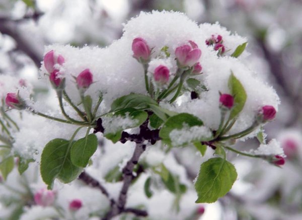 Заморозки и яблоня
