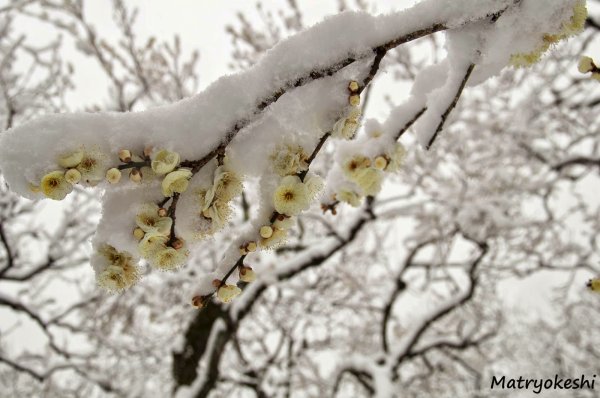 Мэйхуа зимняя слива