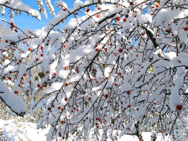 Яблоневый сад зимой