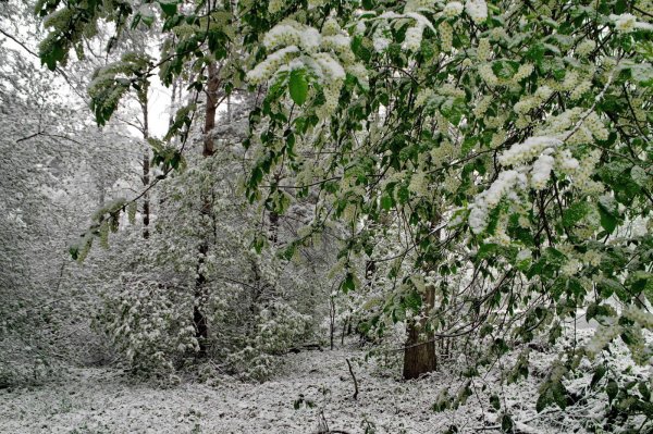 Сведет черёмуха снегом