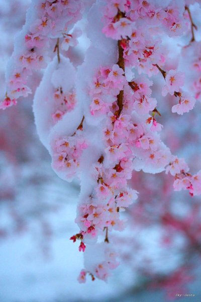 Сноу Флауэр