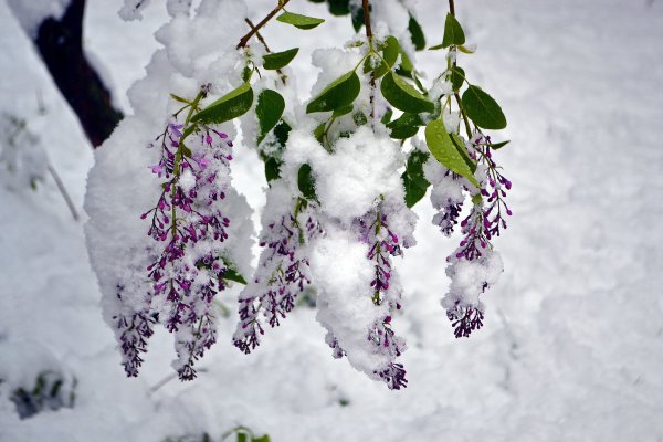 Сирень под снегом
