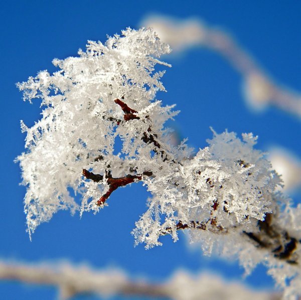 Иней на ветках