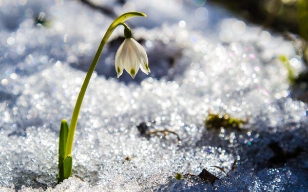Весна проталины подснежники природа