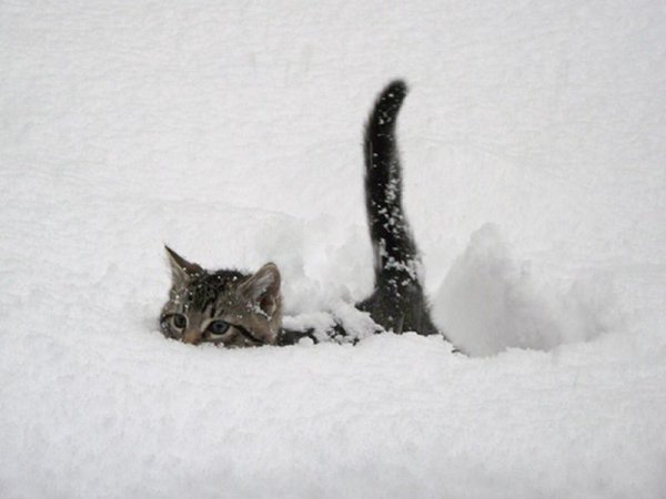 Котенок в снегу