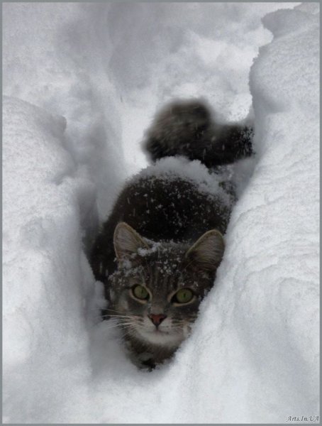 Котенок в сугробе