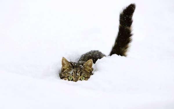 Кот под снегом