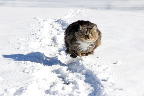 Кот бежит в снегу