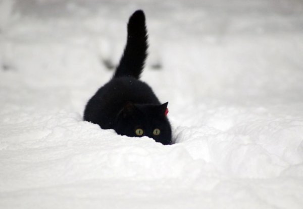 Черный котенок в снегу