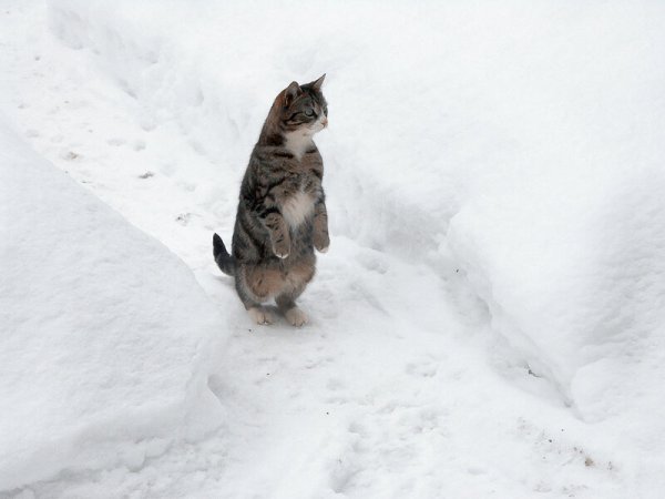 Кошки в снегу бегут