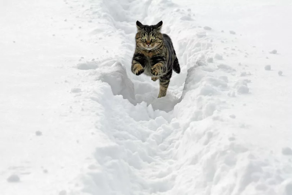 Котик в снегу