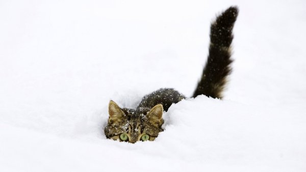 Кошки зимой