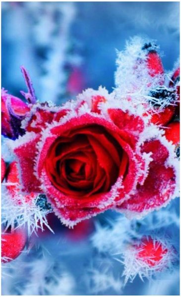 Зимняя роза