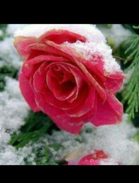 Розовые розы на снегу
