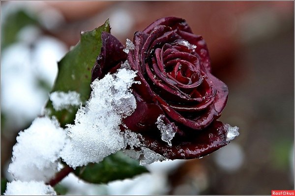 Розы зимой