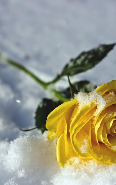 Розы на снегу