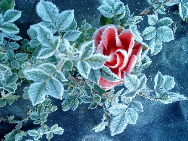 Розы зимой