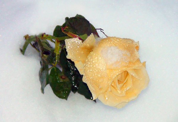 Букет желтых роз со снегом